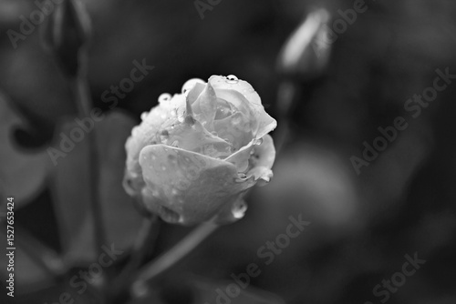 White rose on black background