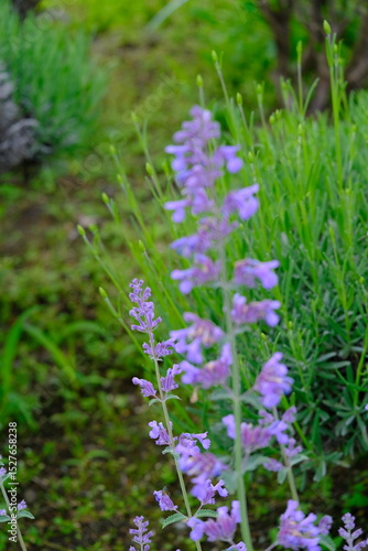 Wallpaper Mural full frame of leaves and flowers as a nature background  Torontodigital.ca