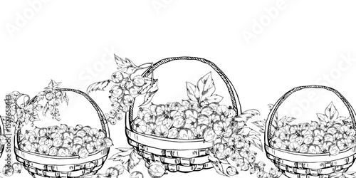Currant gooseberry with leaves in weaved basket, hand drawn in vector ink, scattered ripe picked berry harvest. Isolated seamless banner. Dessert cafe menu, cookbook, craft farmers market, gardening