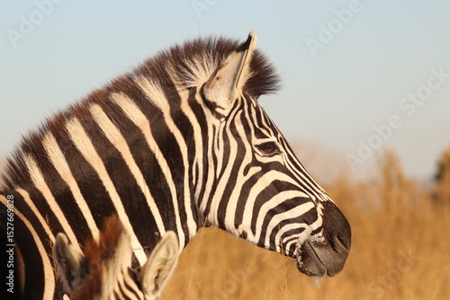 Zebra in the African bush veld