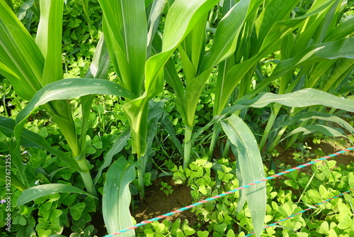 Young corn plants growing in field with clover cover crop