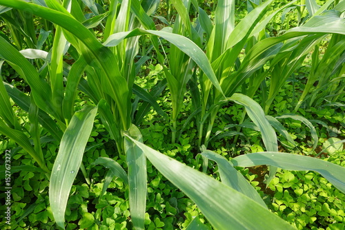 Young corn plants growing in field with clover cover crop