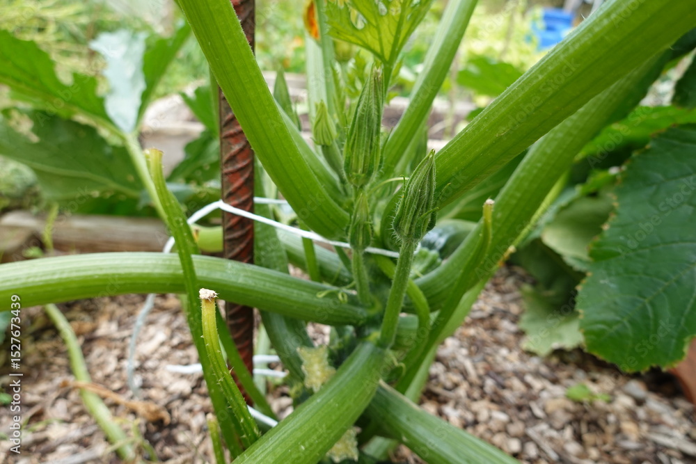 Zucchini plant growing on a stake in vegetable garden Zucchini plant growing on a stake in vegetable garden