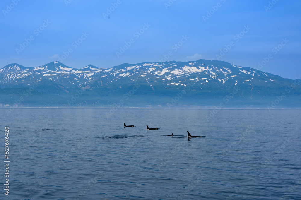シャチと知床連。根室海峡の野生のシャチの群れ、6月の羅臼からのネイチャークルーズで撮影。 シャチと知床連。根室海峡の野生のシャチの群れ、6月の羅臼からのネイチャークルーズで撮影。