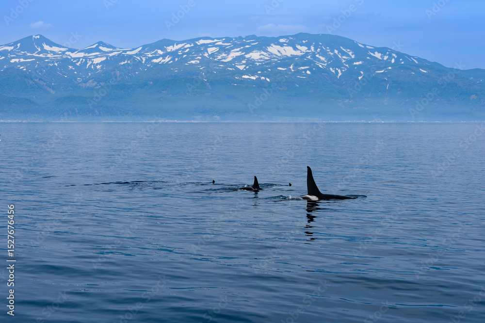 Obraz premium シャチと知床連。根室海峡の野生のシャチの群れ、6月の羅臼からのネイチャークルーズで撮影。