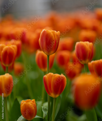Vibrant orange tulips in full bloom at the Wondrous Bloom Exhibition, held in Rayong, Thailand on June 1, 2025.