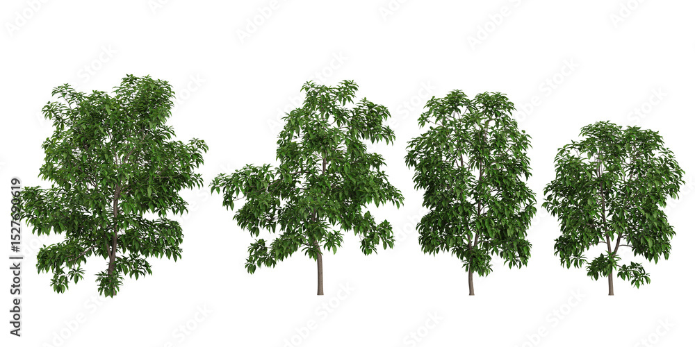 Fototapeta premium set of Michelia trees on transparent background