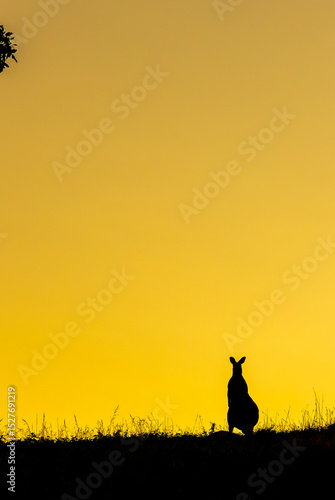 Kangaroo silhouettes at dawn in mating season