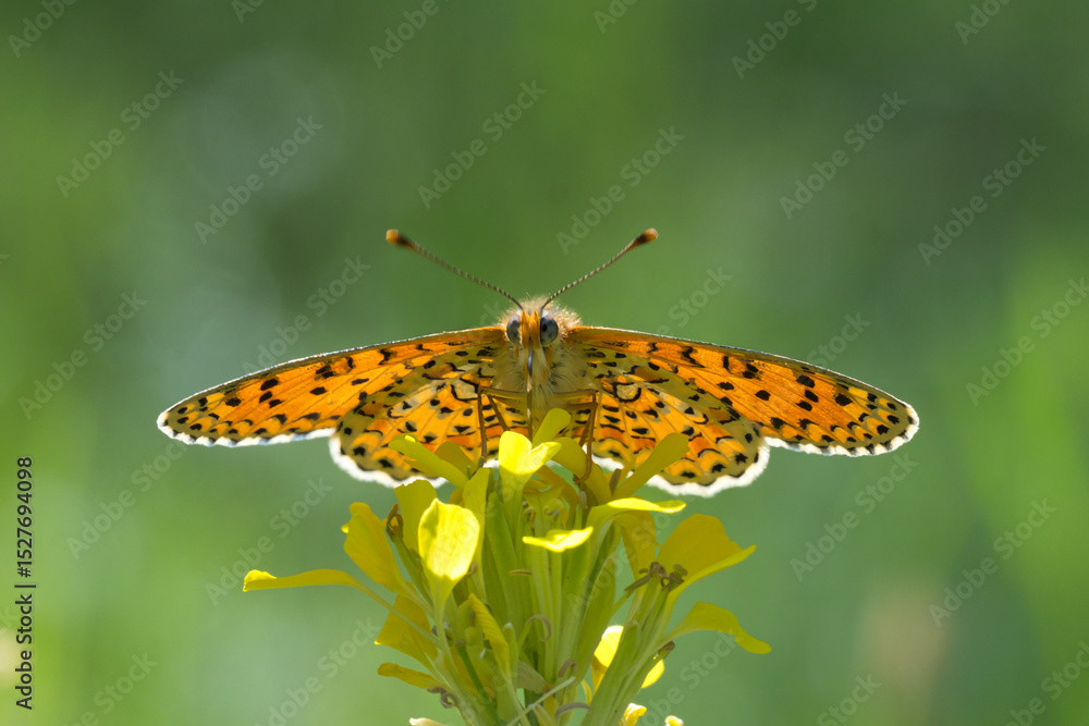 Obraz premium Nymphalidae / Güzel İparhan / Lesser Spotted Fritillary / Melitaea syriaca