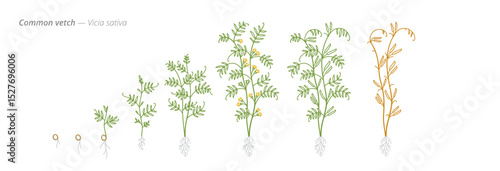 Common Vetch Growth Stages Vector Illustration - Vicia sativa Development Cycle