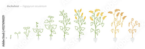 Buckwheat Growth Stages Vector Illustration - Fagopyrum esculentum Development Cycle