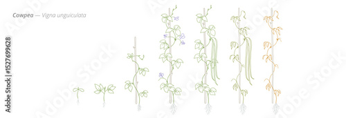 Cowpea Growth Stages Vector Illustration with Accurate Botanical Detail for Agricultural and Crop Management Use
