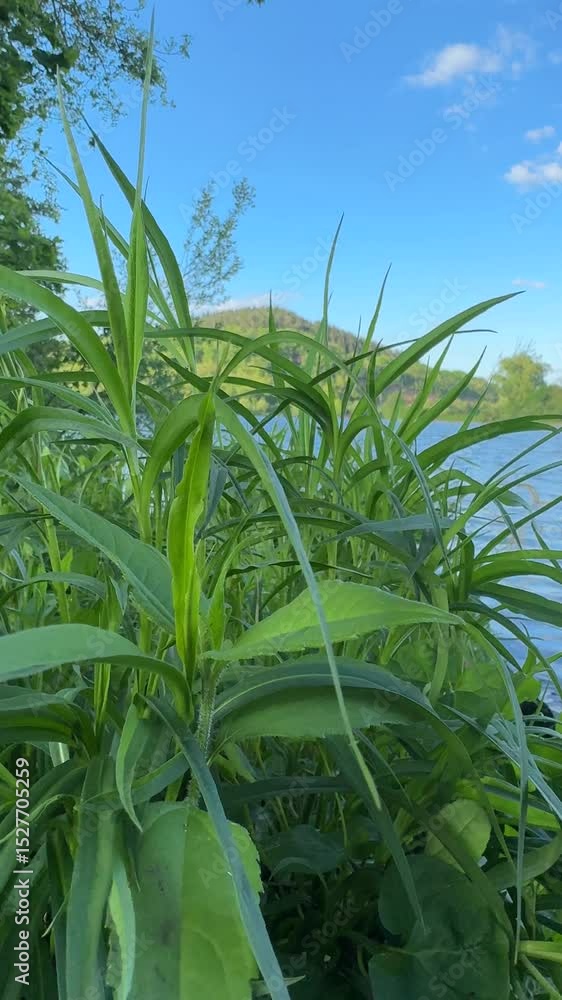 green corn field green corn field