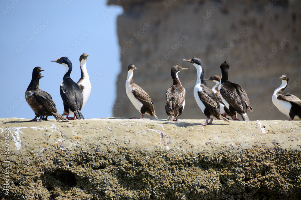Fototapeta premium Cormorants in Puerto Piramides (Patagonia) wait on rocks overlooking the sea