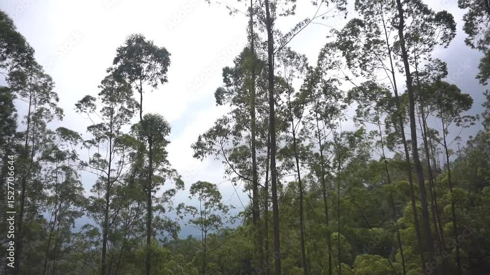 beautiful mountain natural scenery hilly nature panorama, with forest of tall green trees and green slopes under cloudy blue sky in daytime beautiful mountain natural scenery hilly nature panorama, with forest of tall green trees and green slopes under cloudy blue sky in daytime