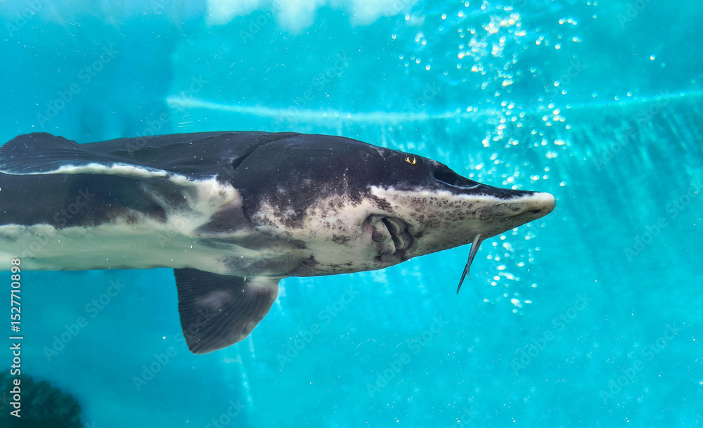 Fototapeta premium Majestic sturgeon gracefully swims in clear blue waters. Powerful and serene, perfect for representing conservation, aquatic life, or ancient species. Inspiring underwater nature image.