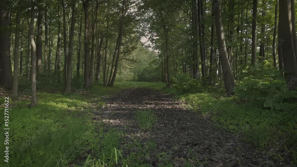 Drone flying through forest path with sunlight beaming through trees Drone flying through forest path with sunlight beaming through trees