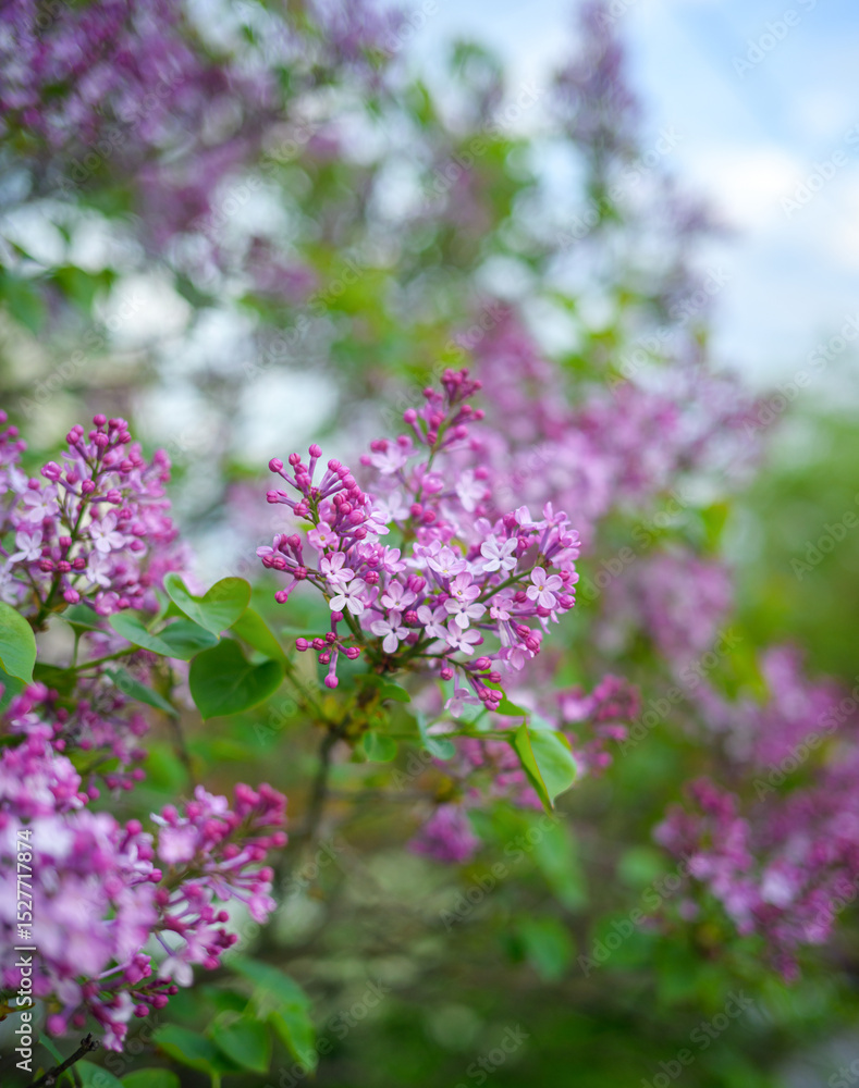 Obraz premium Close-up lilac flowers at spring. Shallow depth of field.