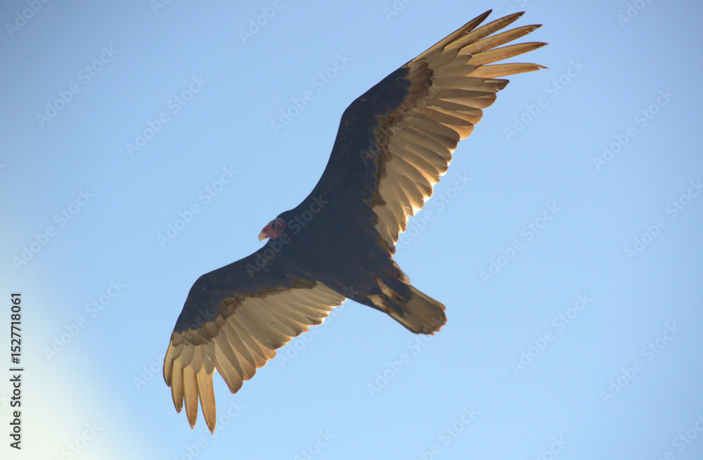 Obraz premium Huge condor flies undisturbed in search of food in the blue skies of Argentine Patagonia.