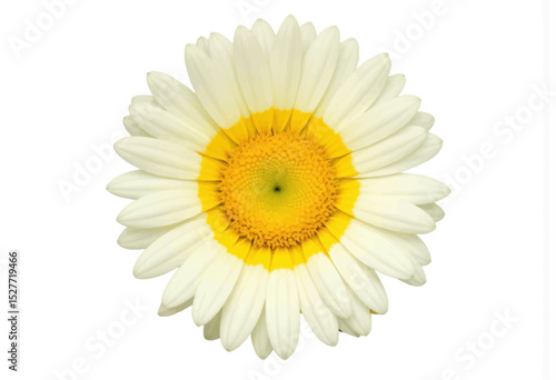 Wallpaper Mural Fresh daisy flower with white petals and yellow center on white background   Torontodigital.ca