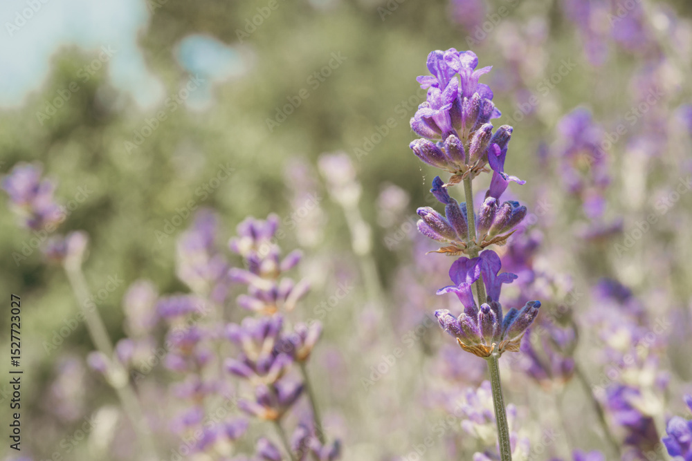 Obraz premium A close-up of a lavender field