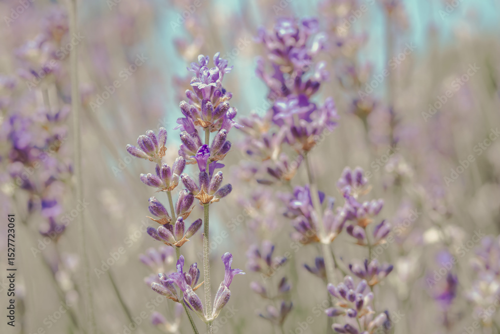 Obraz premium A close-up of a lavender field