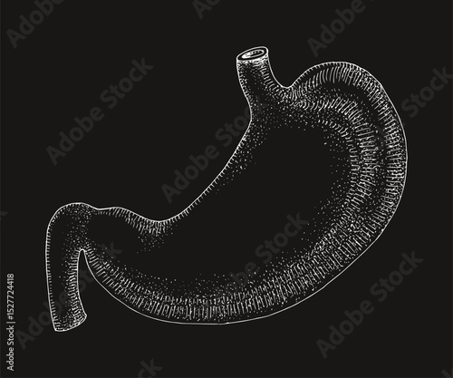 stomach anatomy hand drawn vector