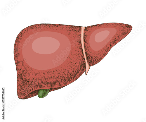 Human liver anatomy hand drawn vector