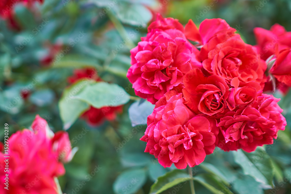 beautiful rose in the ground beautiful rose in the ground