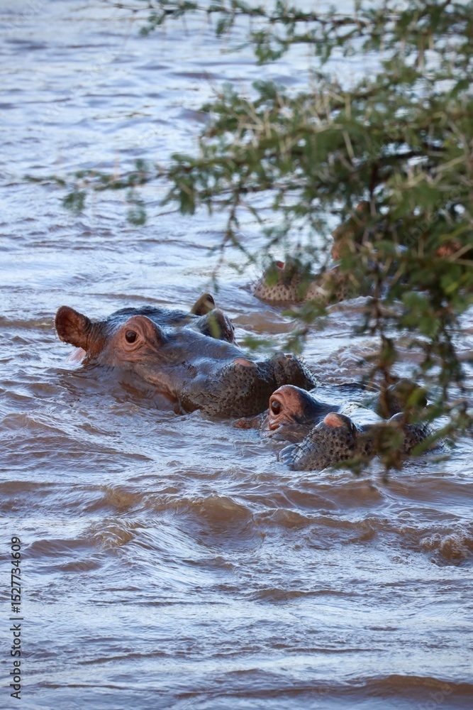 Fototapeta premium Hippos in a Muddy River