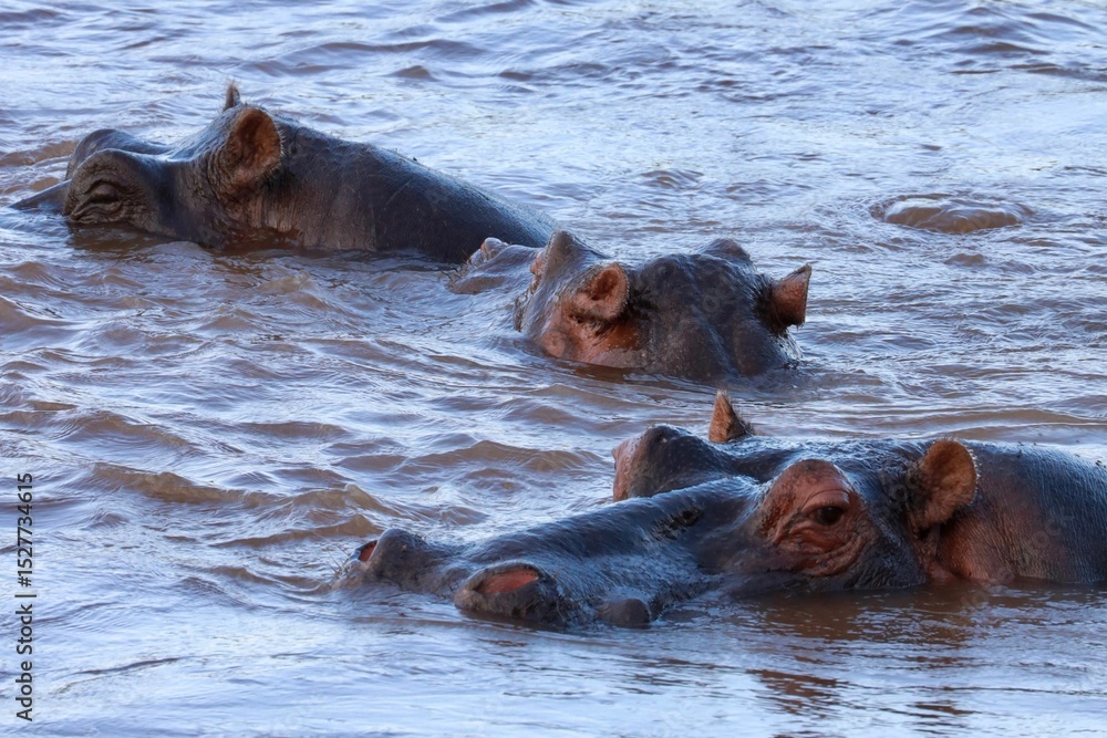 Fototapeta premium Three hippos partially submerged in a river