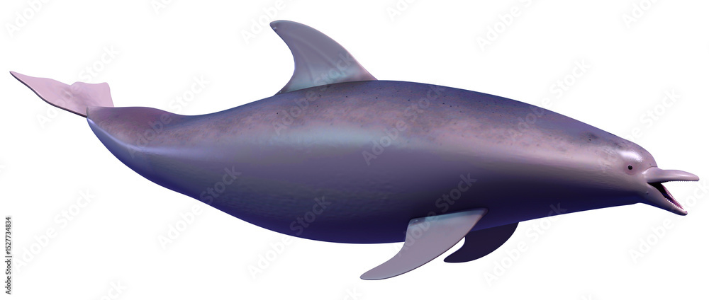 3D Rendering Dolphin on White 3D Rendering Dolphin on White
