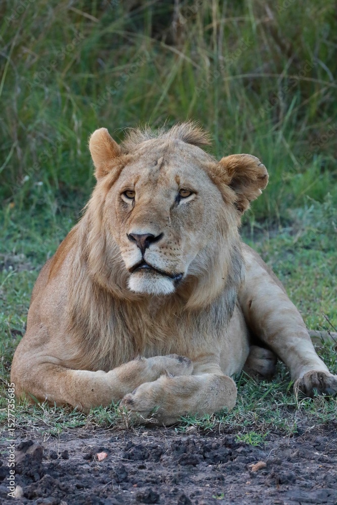 Majestic lion resting in the grasslands. Majestic lion resting in the grasslands.