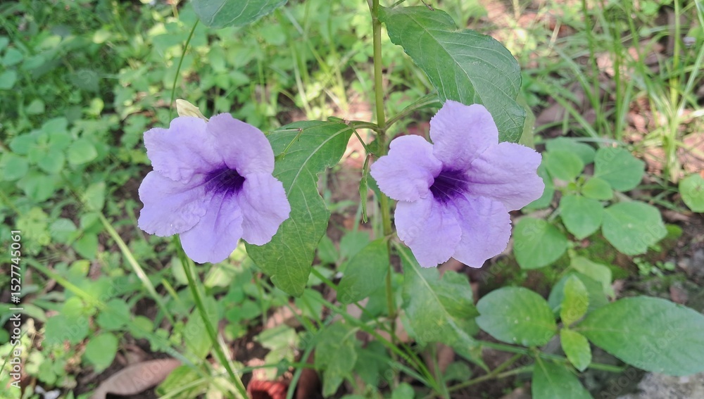 Purple Ruellia Tuberosa Flowers Blossoms on Green Leaves Background Purple Ruellia Tuberosa Flowers Blossoms on Green Leaves Background