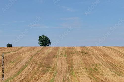 Drzewo pośród pól