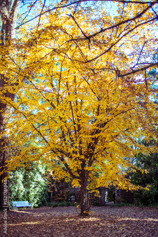 Fototapeta premium Golden tree