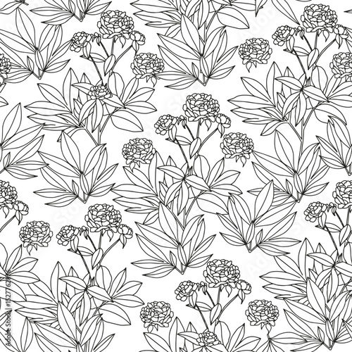 Peony branch with leaves. Coloring page for adults and children.