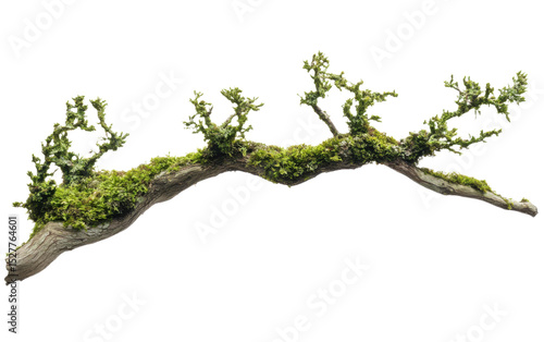 Long branch with moss growing on it
