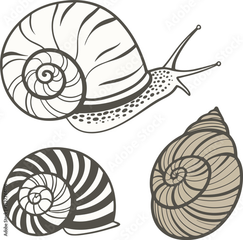 Top-down snail shell spiral set with soft natural tones for decorative educational use