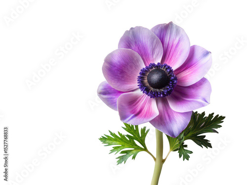 Anemone png sea anemone png underwater animal png marine creature png colorful anemone png transparent background image