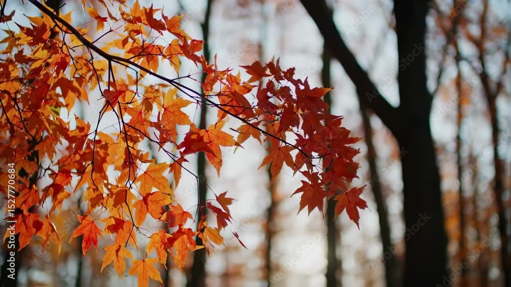 Radiant autumn leaves glowing in the warm embrace of sunlight Radiant autumn leaves glowing in the warm embrace of sunlight