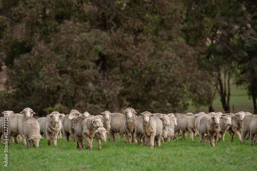 Merino weaners in a grazing crop