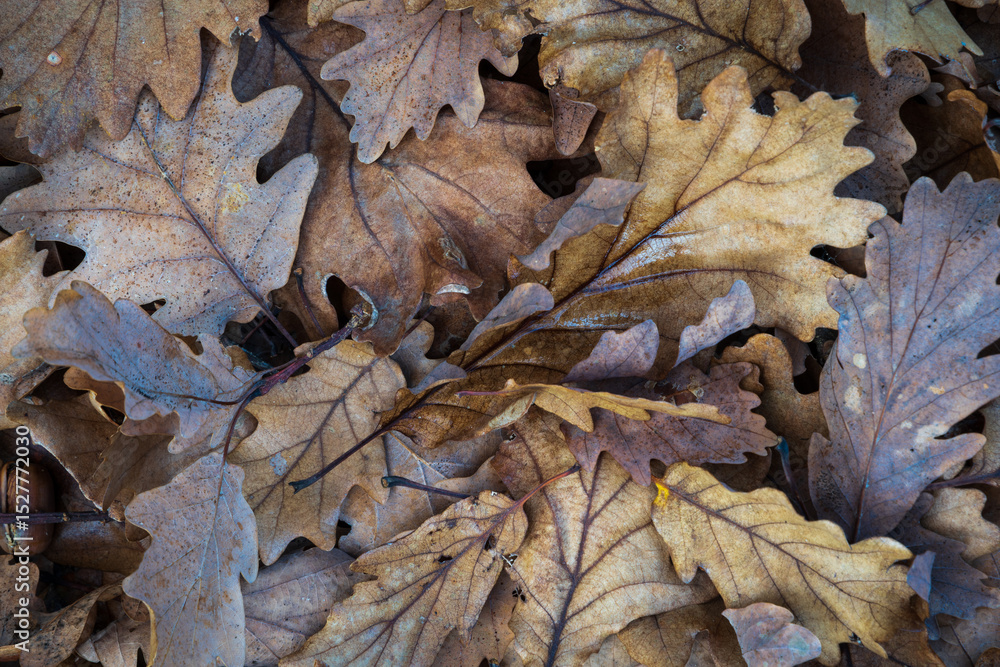Fallen leaf on ground close up, oak leaves in forest Fallen leaf on ground close up, oak leaves in forest