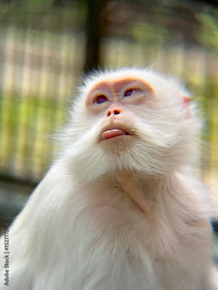 【親株】【120cmOver】P. White Monkey. Original Photography Poster albino white monkey with cute face | Wall Art
