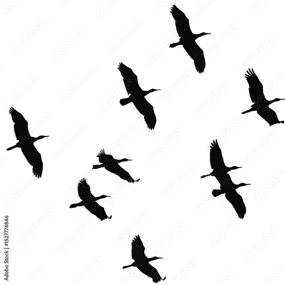 Obraz premium Birds vector silhouette
