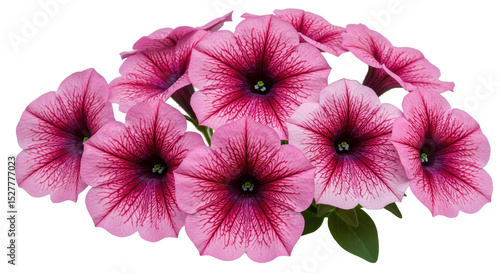 Obraz na płótnie Isolated Pink Petunia Flowers
