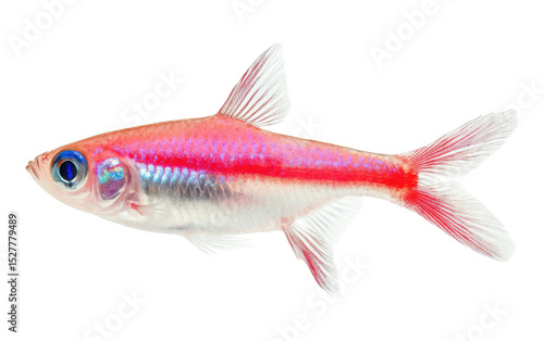 Fish with a blue eye and red and white stripes