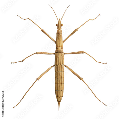 Wallpaper Mural Realistic Stick Insect, Cut Out Torontodigital.ca