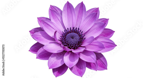 Isolated Purple Flower