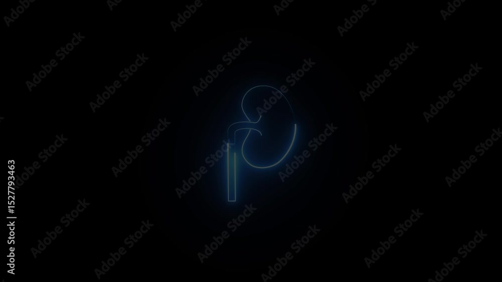 neon line Urinary system part symbol. neon effect Kidney icon background. neon line Urinary system part symbol. neon effect Kidney icon background.
